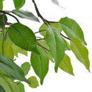 Kunstig Dværg Ficus med Potte 60 cm