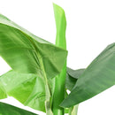 kunstig bananpalme med potte 300 cm grøn