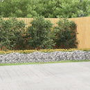 buet gabion-højbed 600x50x50 cm galvaniseret jern