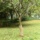 juterulle 0,5x15 m 100% jute 200 g/m²