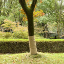 juterulle 1x10 m 100% jute 200 g/m²