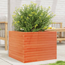 plantekasse 60x60x45,5 cm massivt fyrretræ gyldenbrun
