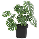 Rund Blomsterpotte 24 pcs Sort Ø 15 x 12 cm Plastik