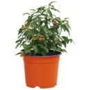Rund Blomsterpotte 200 pcs Terrakotta Ø 10 x 8 cm Plastik