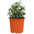Blomsterpotte 50 pcs Terrakotta Ø 15 x 13 cm Plastik