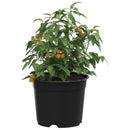 Rund Blomsterpotte 50 pcs Sort Ø 10 x 8 cm Plastik