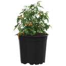 Blomsterpotte 100 pcs Sort Ø 15 x 13 cm Plastik