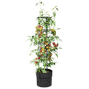 Tomat Vokser Sort Ø 32 x 127 cm PP